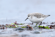 Sanderling