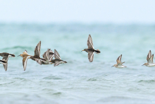 Flugbild