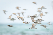 Flugbild