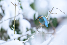 Eisvogel