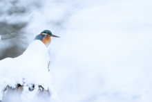Eisvogel