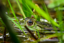 Teichfrosch