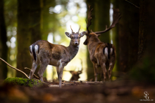 Damspießer am Hauptbrunftplatz in einem Nadelwald, umgeben von älteren Tieren