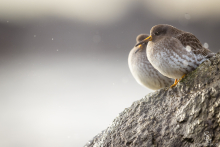 Meerstrandläufer