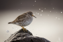 Meerstrandläufer