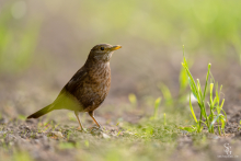 Amsel