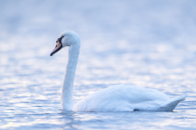 Höckerschwan