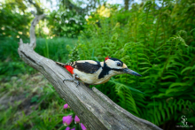 Buntspecht