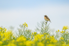 Braunkehlchen