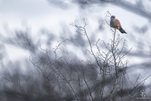 Turmfalke