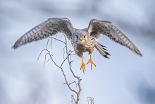 Turmfalke