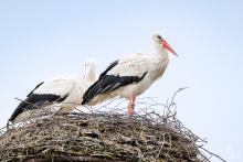 Weißstorch