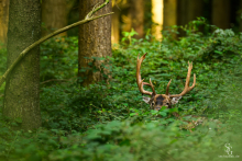 Damhirsch
