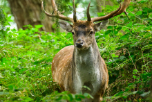 Damhirsch