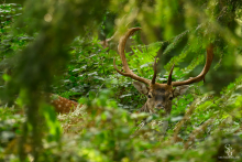 Damhirsch