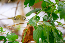 Wintergoldhähnchen