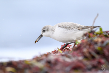 Sanderling
