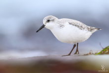 Sanderling