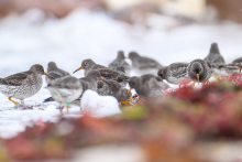 Sanderling