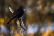 Amsel