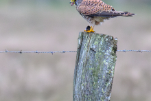 Turmfalke