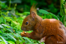 Eichhörnchen