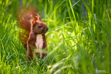 Eichhörnchen