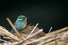 Eisvogel