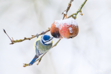 Blaumeise