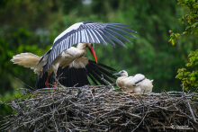 Weißstorch