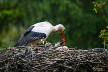 Weißstorch