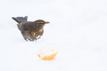 Amsel