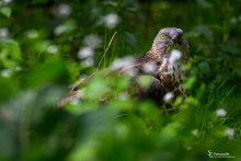 Wespenbussard