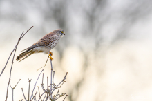 Turmfalke