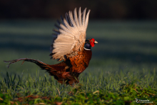Jagdfasan