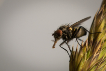 Fliege - Juni