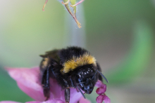 Hummel Akelei 1