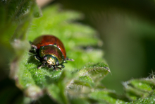 Käfer - Chrysolina polita (Geglätteter Blattkäfer)