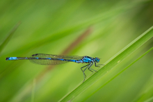 Blaue Jungfer Libelle