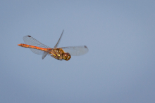 Libelle_Flugbild_Sept