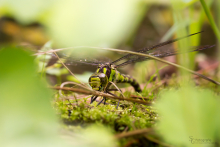 Blaue Mosaikjungfer-August 2015 1