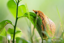 Grasglucke