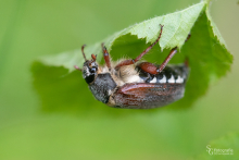 Maikäfer