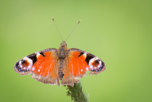 Schmetterling-leicht zerfleddert