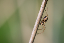 Spinne