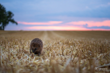 Igel im Feld