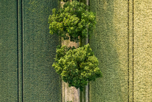 Eichen zwischen Feldern