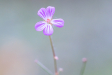 Blüte - Stinkender Storchschnabel