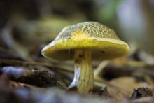 Pilz_August_2014
