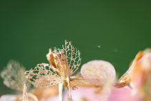 Hortensie- vertrocknet 1